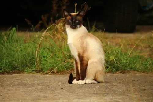 gatto siamese seduto_rihaij _Pixabay