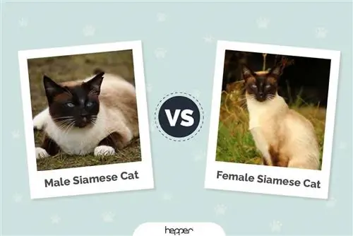 Gatos siameses machos x fêmeas: qual a diferença? (Com fotos)