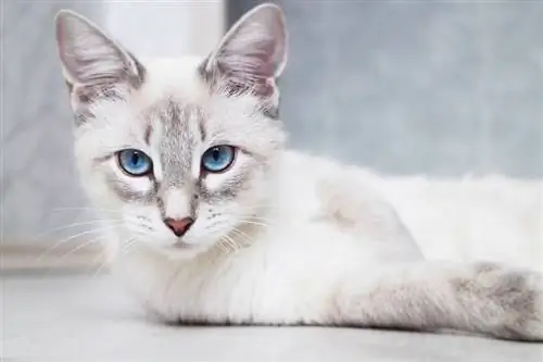 siamese thaise kat met blauwe ogen