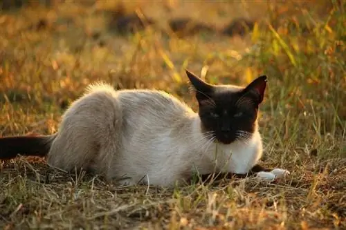 siamese kat liggend op gras buiten