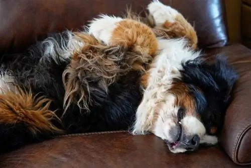 Berner Sennenhond slaapt op de bank