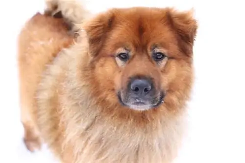 Chow Chow Basset Hound mix hund