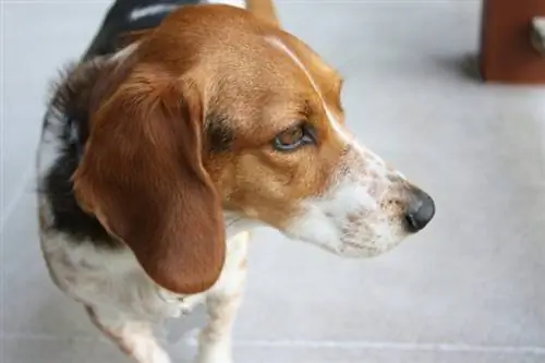 18 Basset Hound Qarışıq Cins (Şəkillərlə)