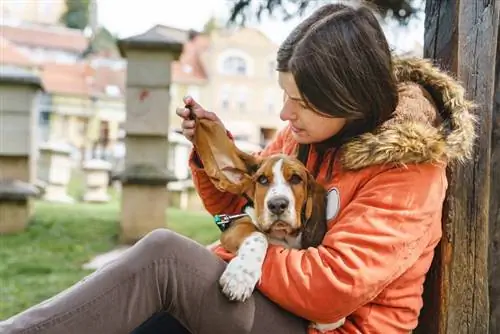 telinga anjing besset diperiksa oleh pemilik