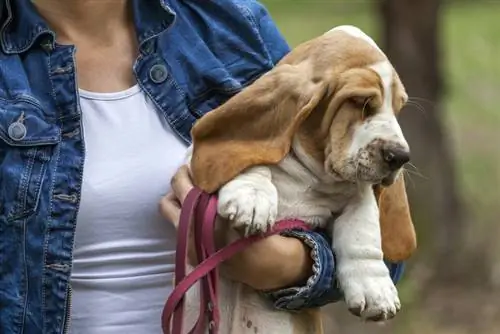 wanita membawa anak anjing besset hound