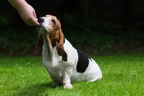 bedrängter Hund beim Leckerli