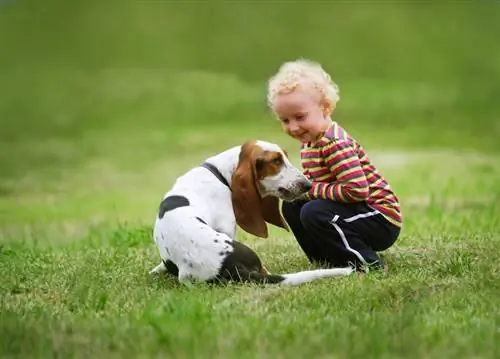 gadis kecil bermain dengan anjing besset hound