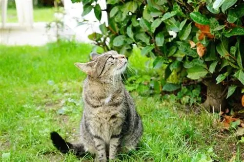 kat in de tuin