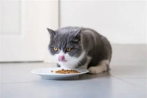 British short-haired cat na kumakain ng tuyong pagkain ng pusa