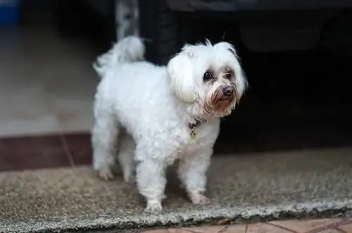 Câine m altez cu pată de lacrimi stând pe podea