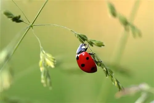 লেডিবাগ কি বিড়ালদের জন্য বিষাক্ত? আপনার বিড়াল নিরাপদ রাখা