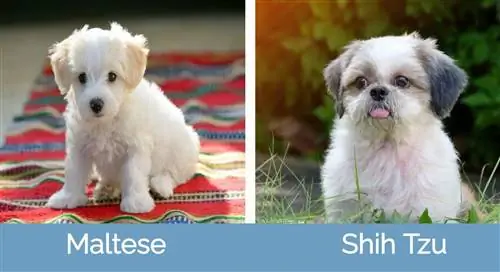 M altesisk vs Shih Tzu