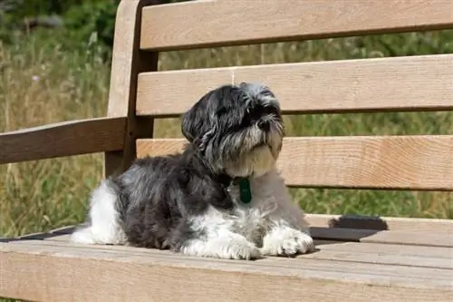 shih tzu փայտե նստարանին