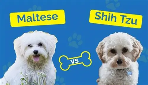 M altesisk vs Shih Tzu: Hvilken er riktig for meg?