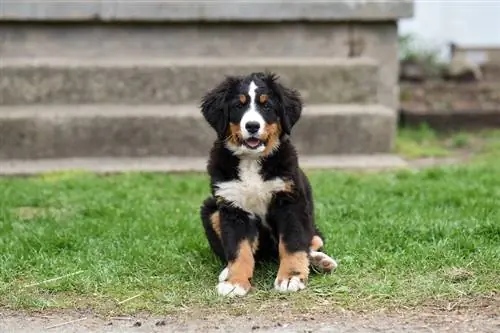 Mini Bernese Dağ Köpəyi oturur