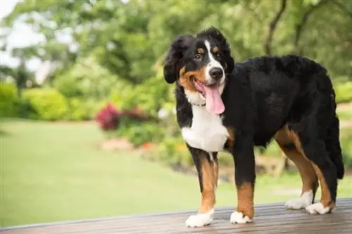 سگ کوهستانی Mini Bernese ایستاده است