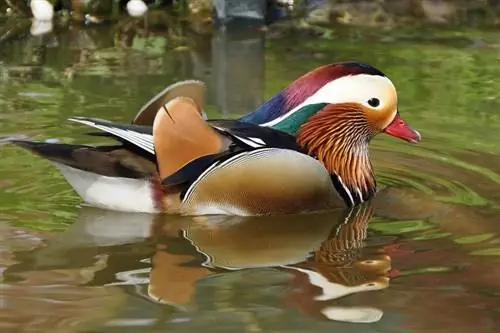 3 vogels die niet vliegen en die je als huisdier kunt houden