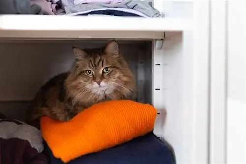 tabby cat na nagtatago sa closet