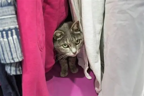 Bakit Nagtatago at Natutulog ang Aking Pusa sa Closet? 4 Malamang na Dahilan