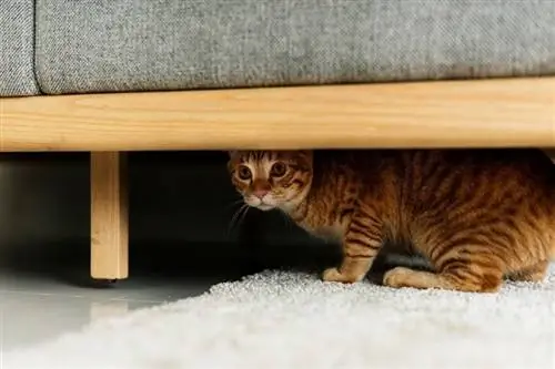 Un gato escondido debajo de una cama.