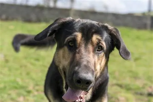 tysk shepherd mastiff blanding