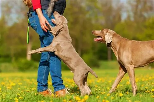 Photo, De, A, Femme, Jouer, Avec, A, Braque de Weimar, Adulte, Et chiot