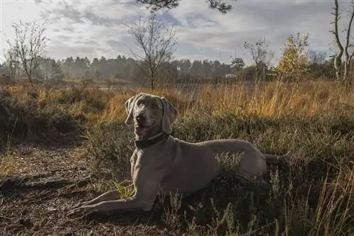 weimaraner a l'aire lliure