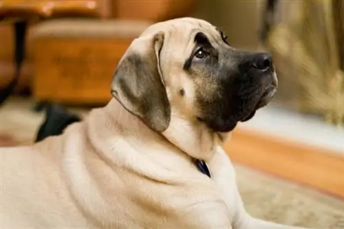 Engelsk mastiff