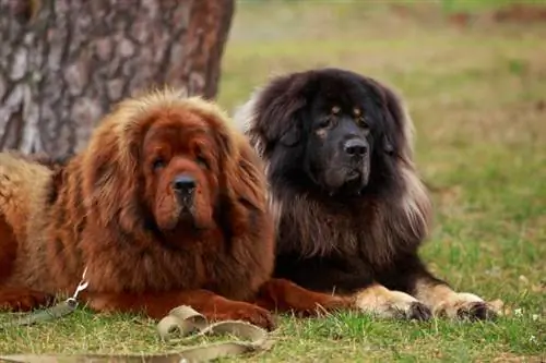 doi câini mastiff tibetani pe iarbă