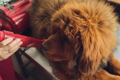 câine mastiff tibetan în salon de îngrijire