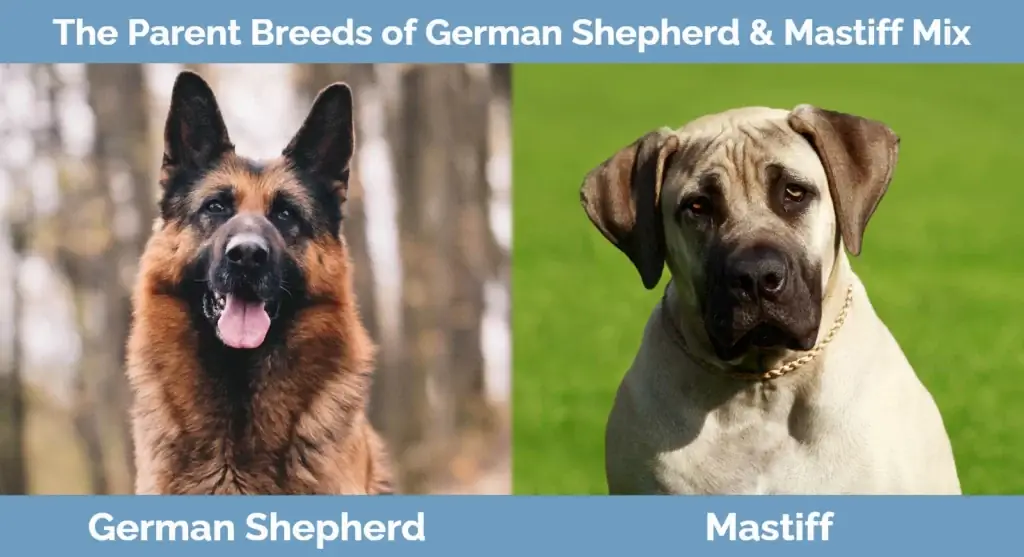 German Shepherd & Mastiff Mix-ի մայր ցեղատեսակները