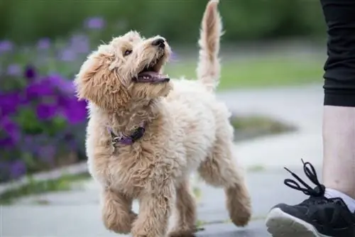 labradoodle yavrusu