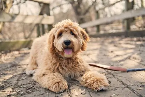 Labradoodle (Labrador Retriever & Poodle Mix): Információ, képek, tények, tulajdonságok