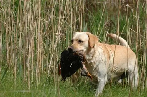 pes labradorského retrívra s mrtvým ptákem v tlamě