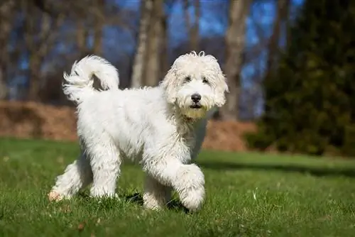 câine labradoodle plimbându-se în aer liber