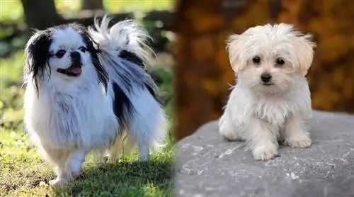 JaTese (Japanese Chin & M altese Mix): Información, Imágenes, Características & Hechos