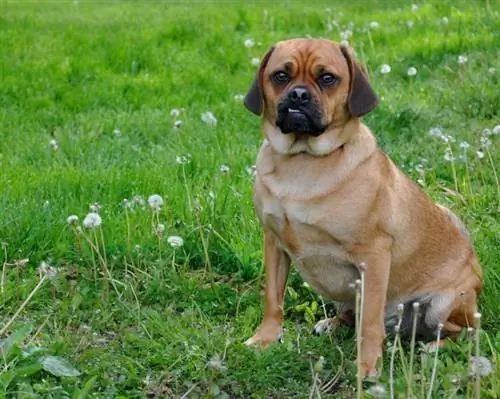 puggle sentado