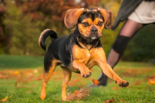 puppy tug