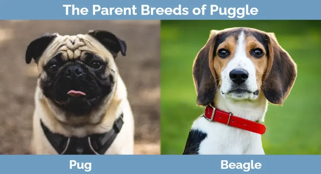 Ang magulang ay nag-breed ng Puggle