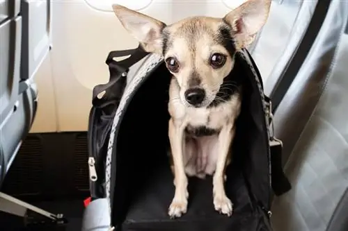 chiot dans un sac de transport dans la cabine