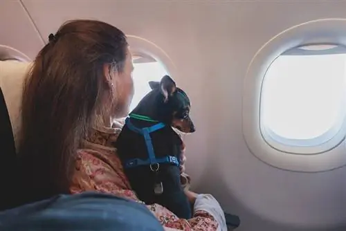 chien dans l'avion avec sa propriétaire