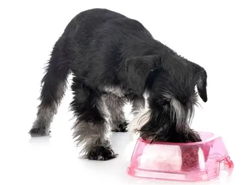 schnauzer thu nhỏ ăn từ một cái bát