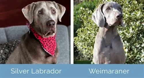 Silver Labrador vs Weimaraner upande kwa upande