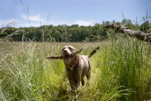 Silver Lab buscando un palo