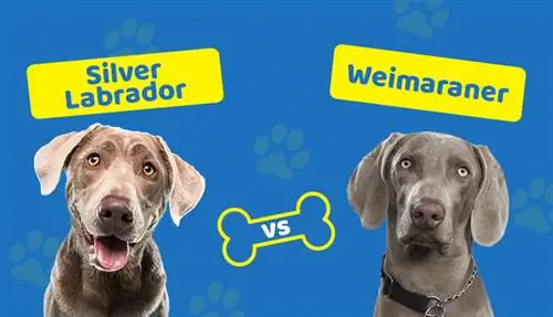 Silver Lab vs Weimaraner: ¿Cuál es la diferencia?