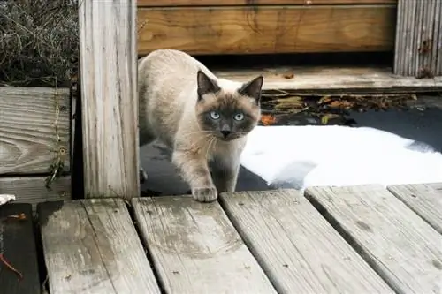 tortie point siamese cat_liliy2025_Pixabay