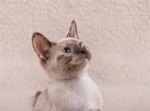 close-up tortie point siamese kitten