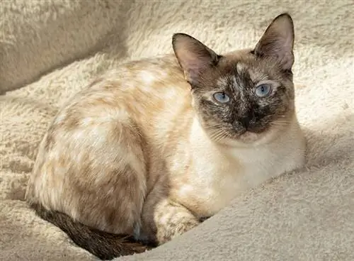 Tortie Point Siamkatze im Bett