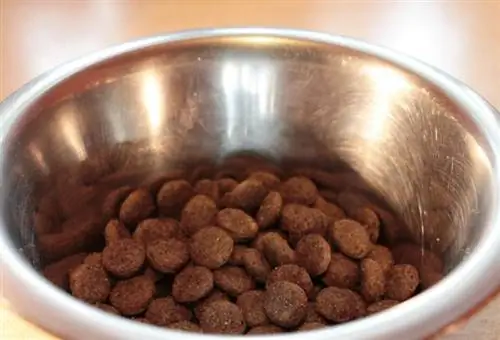 Cibo secco per cani in ciotola