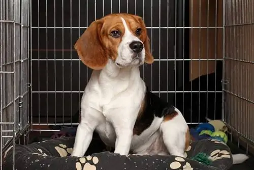 perro beagle sentado en una jaula